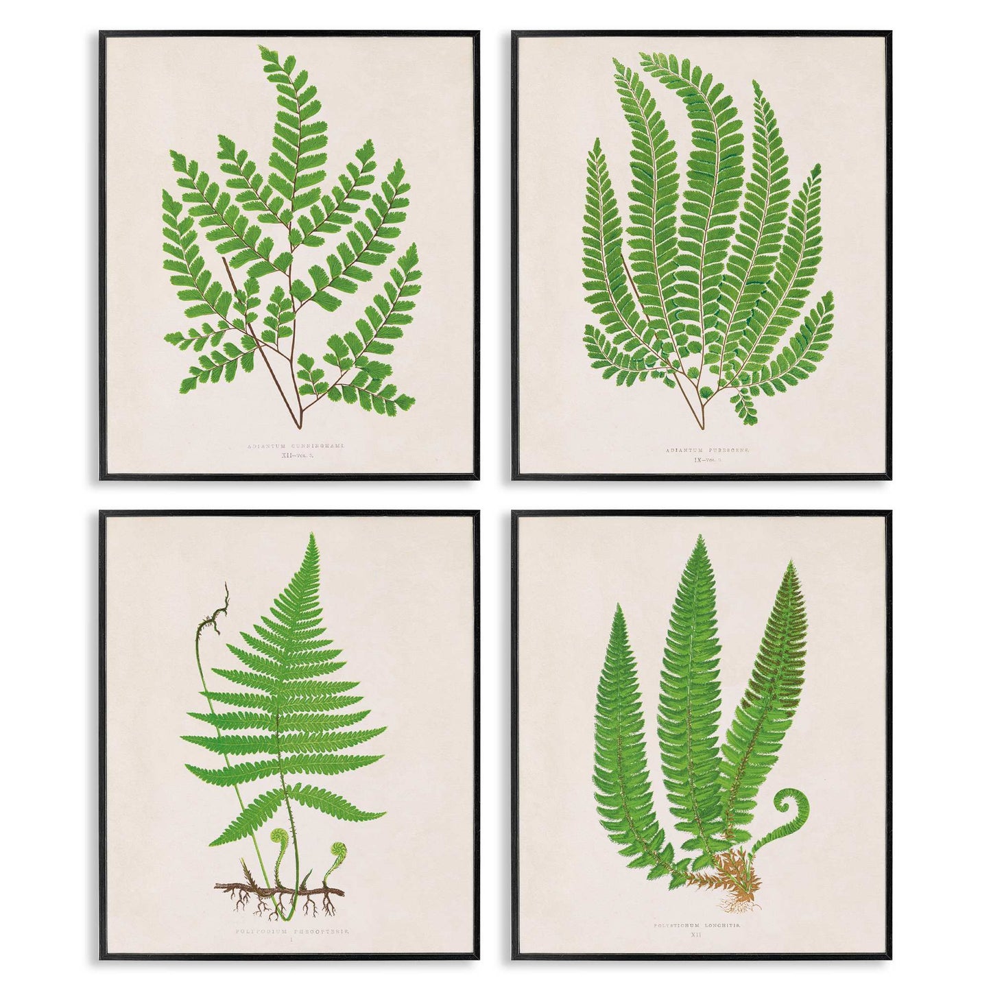 Stupell Industries Subtle Green Fern Branches 4pc Framed Giclee Set Design by Phillipa Katz