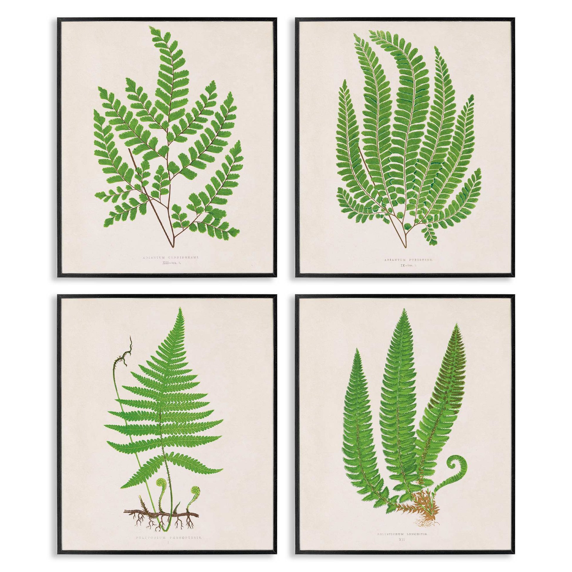 Stupell Industries  Subtle Green Fern Branches 4pc Framed Giclee Set Design by Phillipa Katz