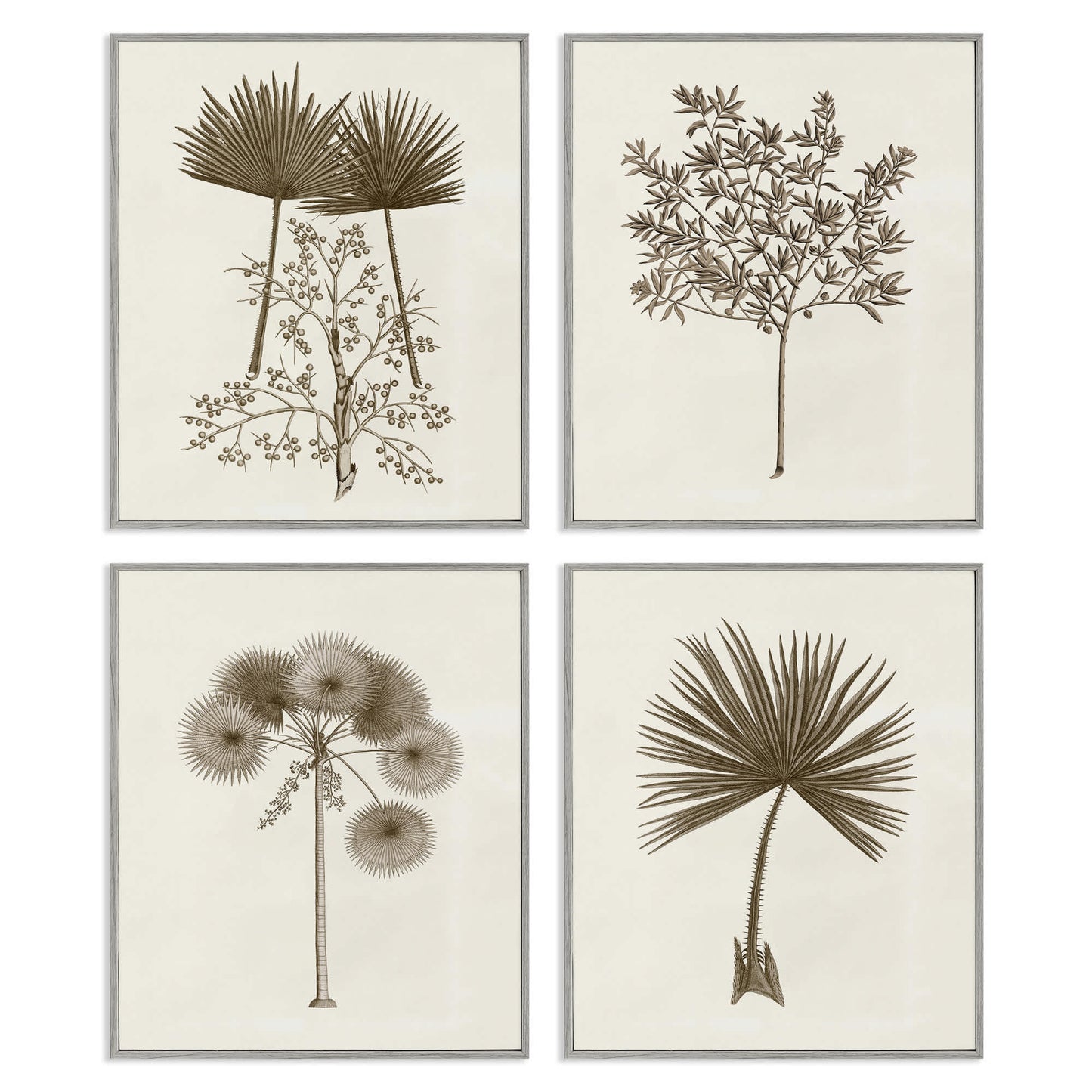Stupell Industries  Various Vintage Palm Leaves 4pc Framed Giclee Set Design by Phillipa Katz