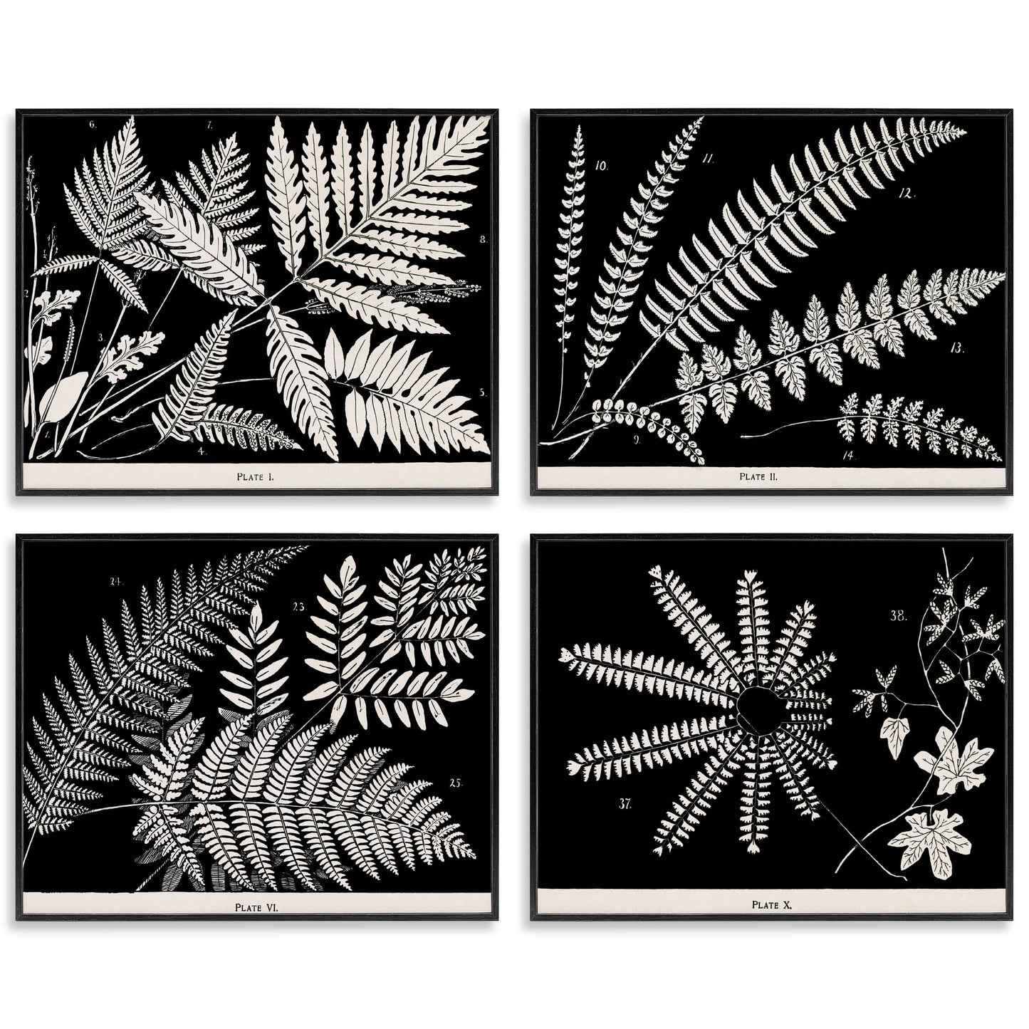 Stupell Industries  Ferns Studies with Stark Contrast 4pc Framed Giclee Set Design by Phillipa Katz