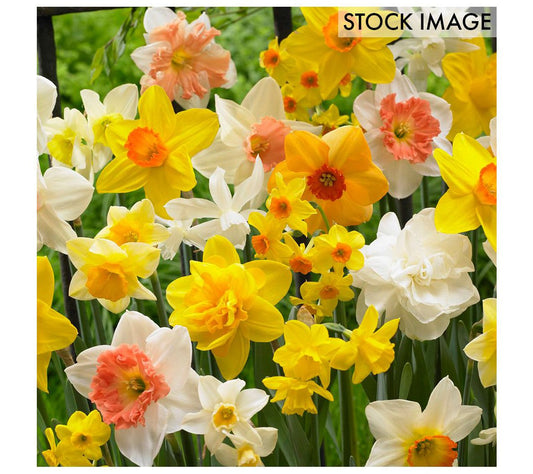 Van Zyverden Daffodils Kitchen Sink Mixture Set of 100 Bulbs
